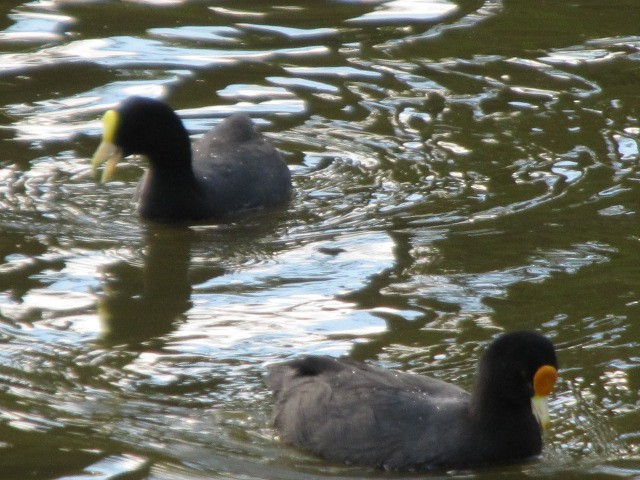 White-winged Coot - ML21615971