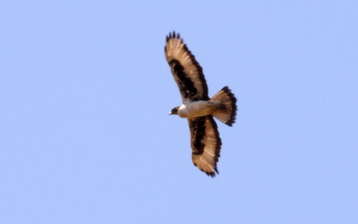 African Hawk-Eagle - ML216161171