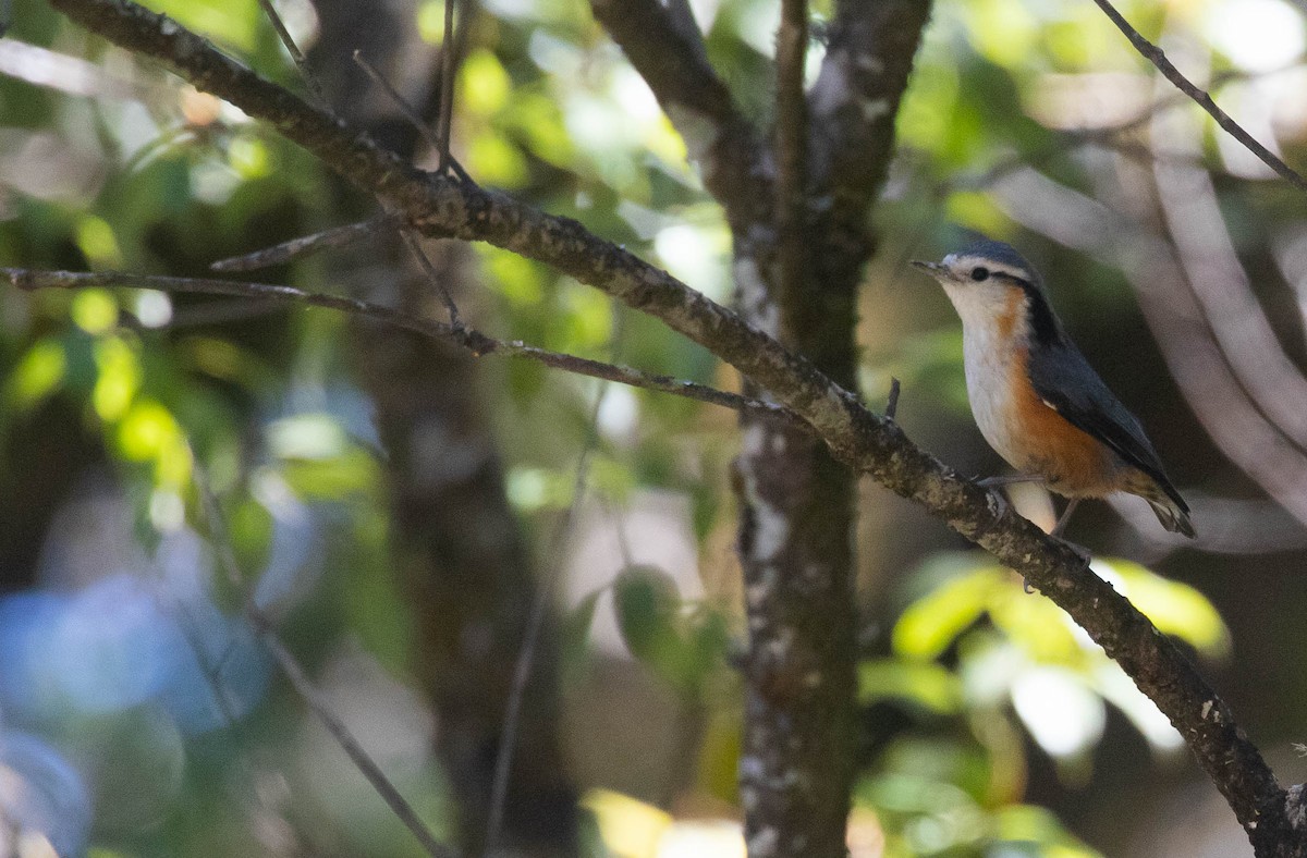 White-browed Nuthatch - ML216161851