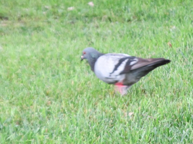 Rock Pigeon (Feral Pigeon) - ML21616201