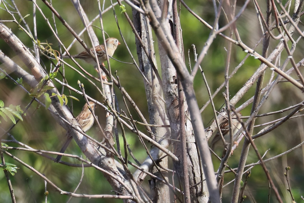 Field Sparrow - Alta Tanner