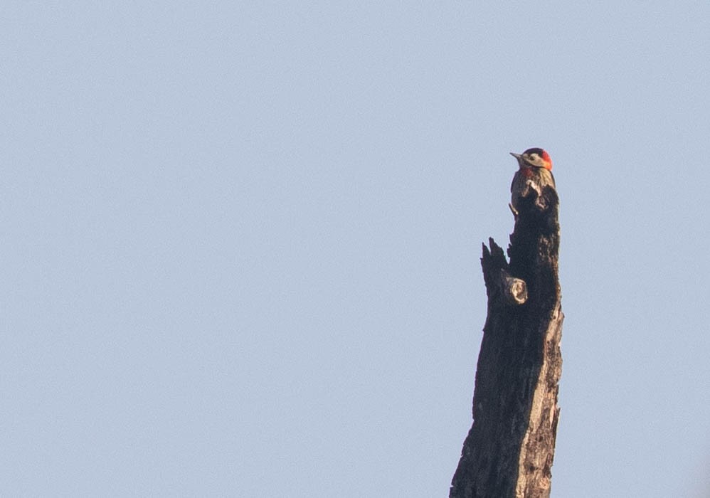 Crimson-naped Woodpecker - ML216167741