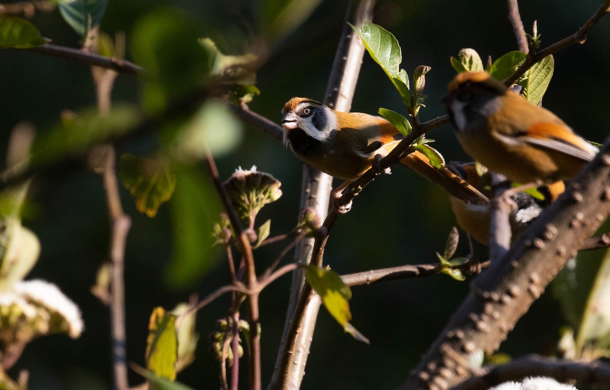 Black-throated Parrotbill (Buff-breasted) - ML216168281