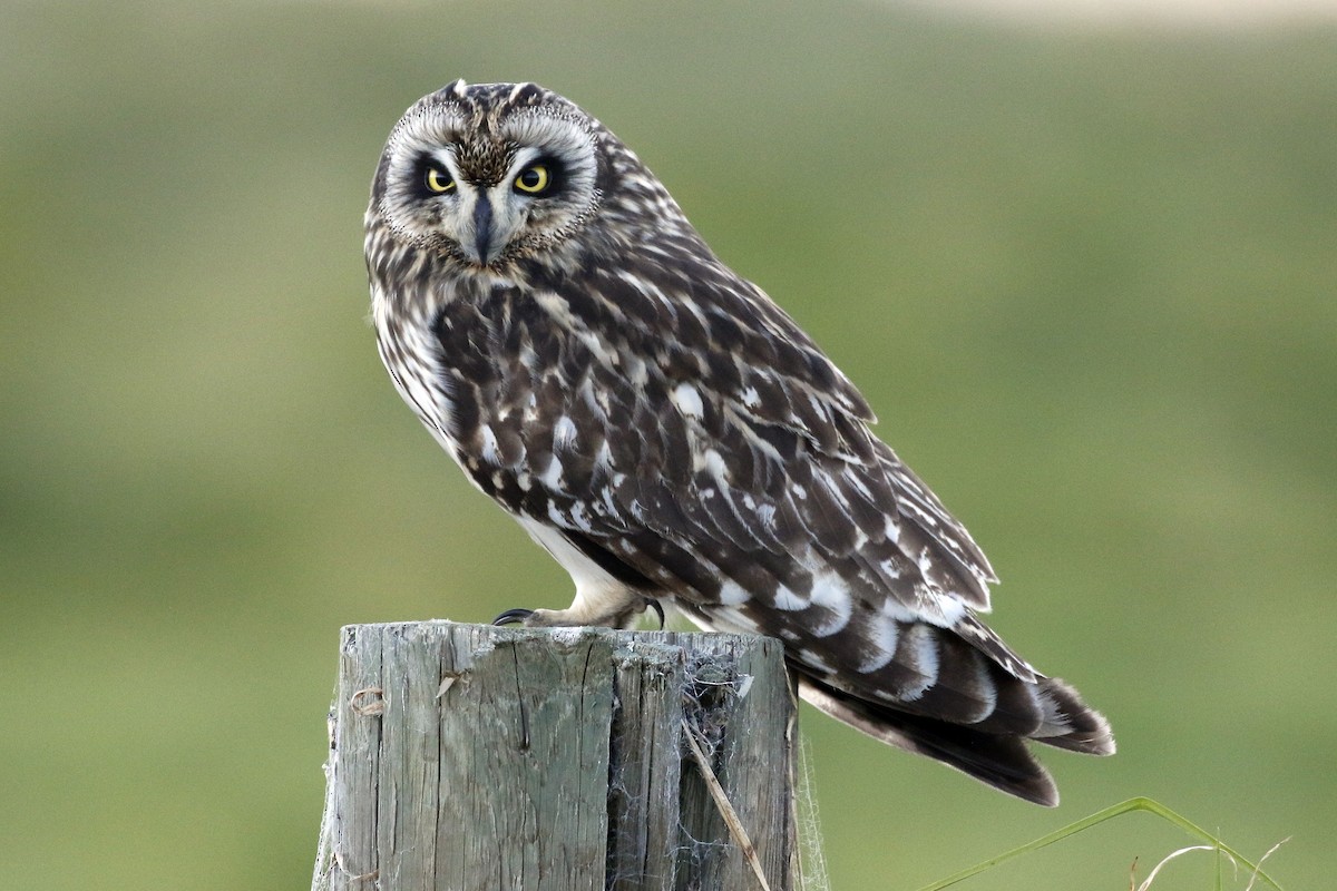 Short-eared Owl (Hawaiian) - ML216174431