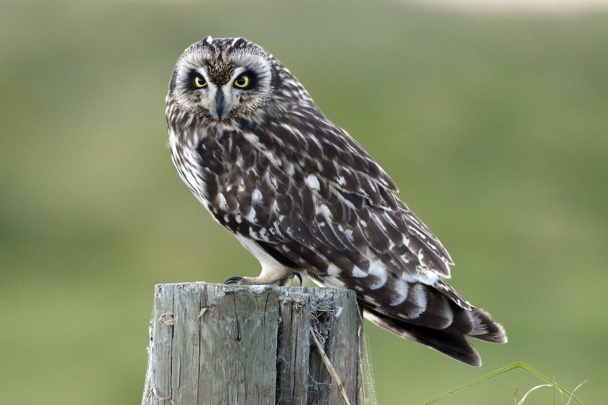 Hibou Des Marais Sandwichensis Ebird