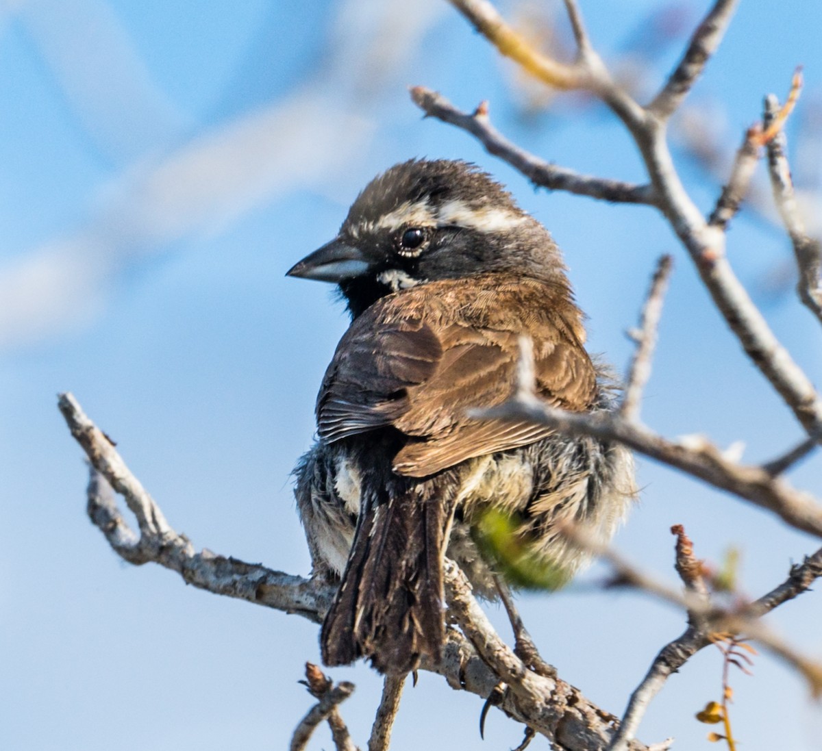 Black-throated Sparrow - Jim Merritt