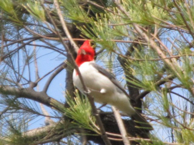 Red-crested Cardinal - ML21617761