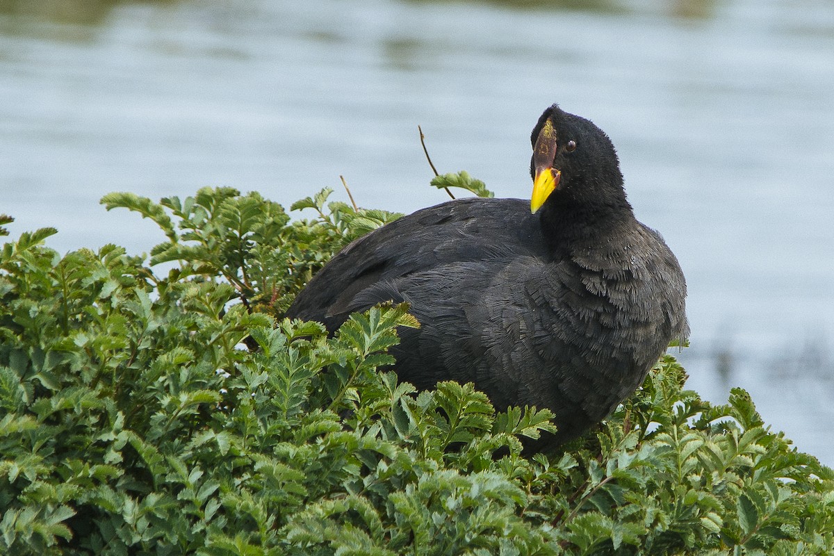 Red-fronted Coot - Jorge Vidal Melián