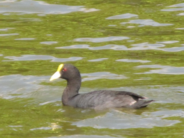 White-winged Coot - ML21617951