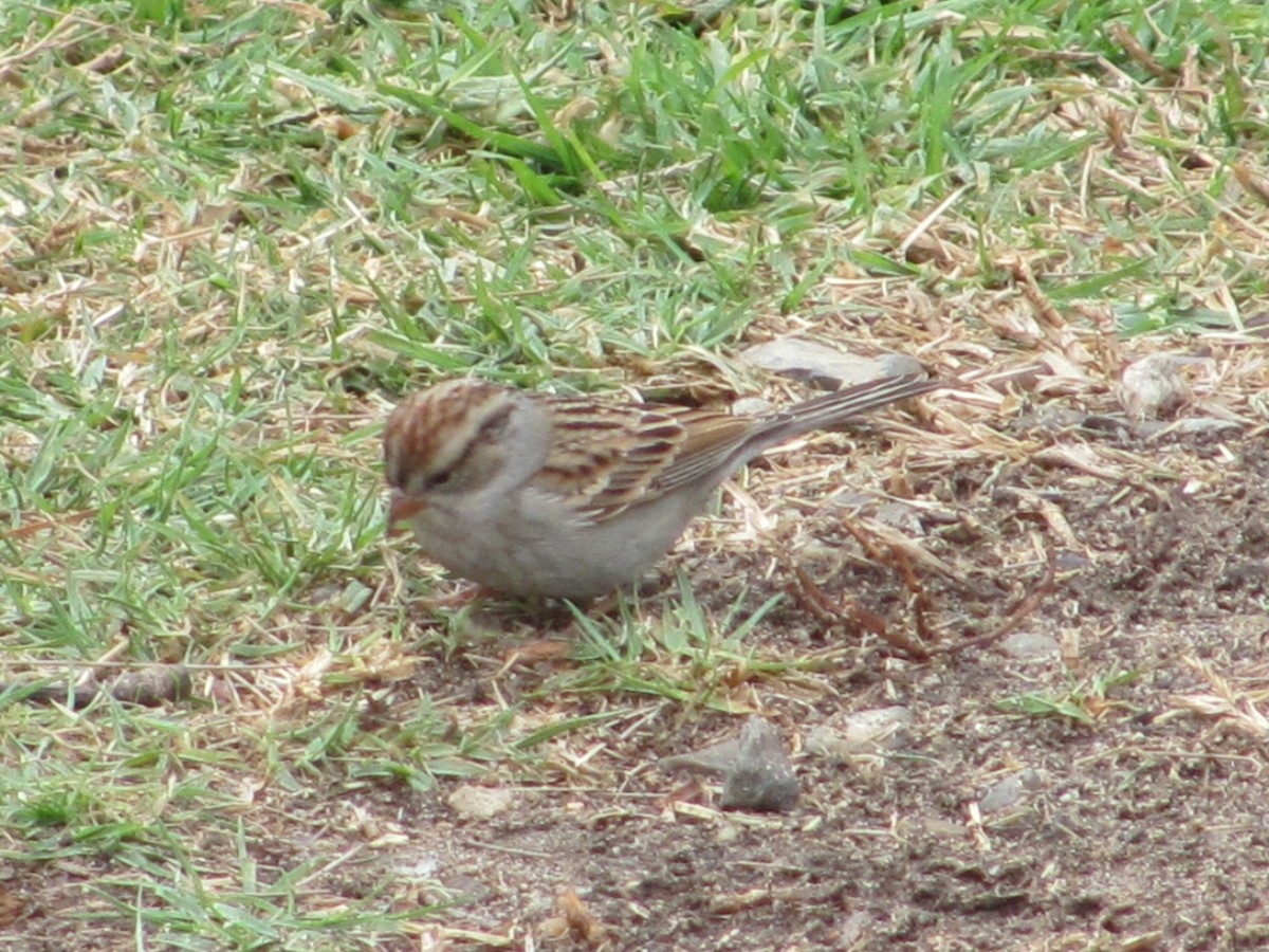 Chipping Sparrow - ML21618631