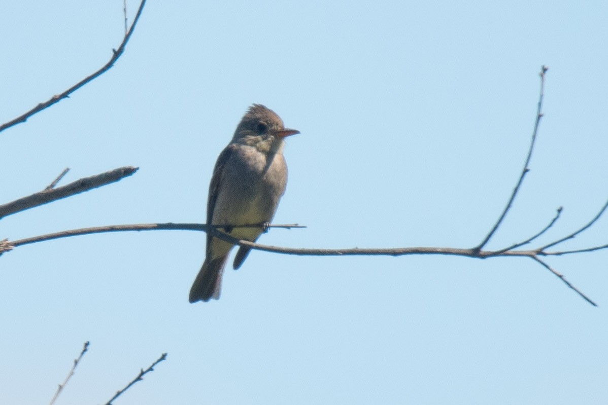 Greater Pewee - ML216189501