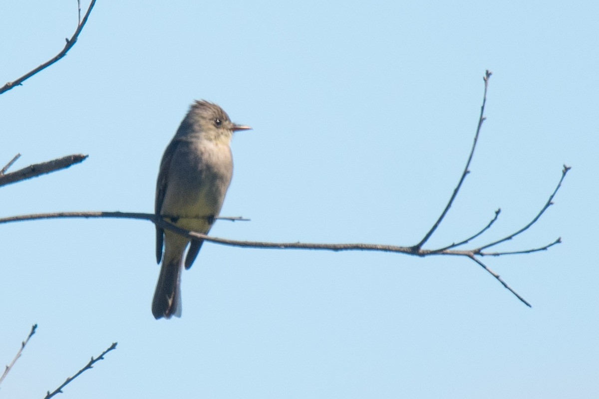 Greater Pewee - ML216189511