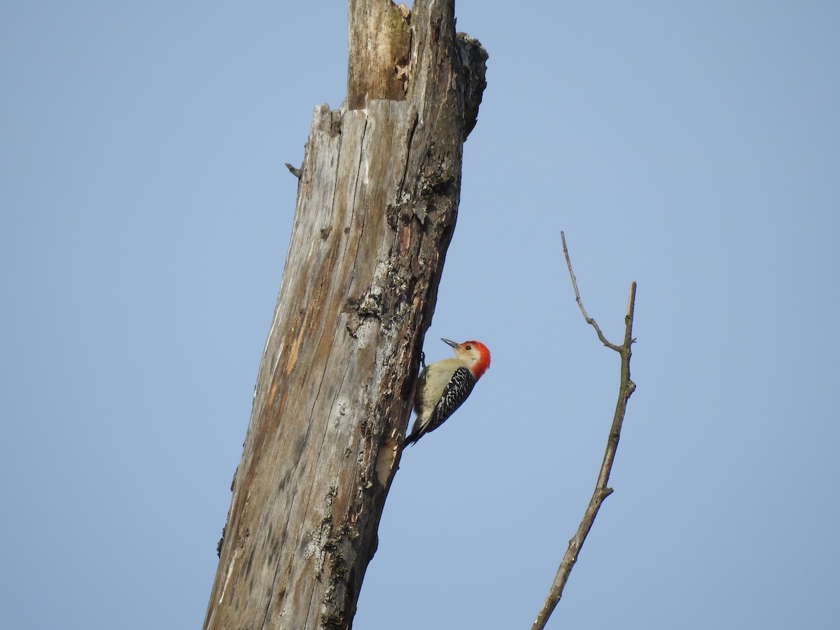 Red-bellied Woodpecker - ML216190371