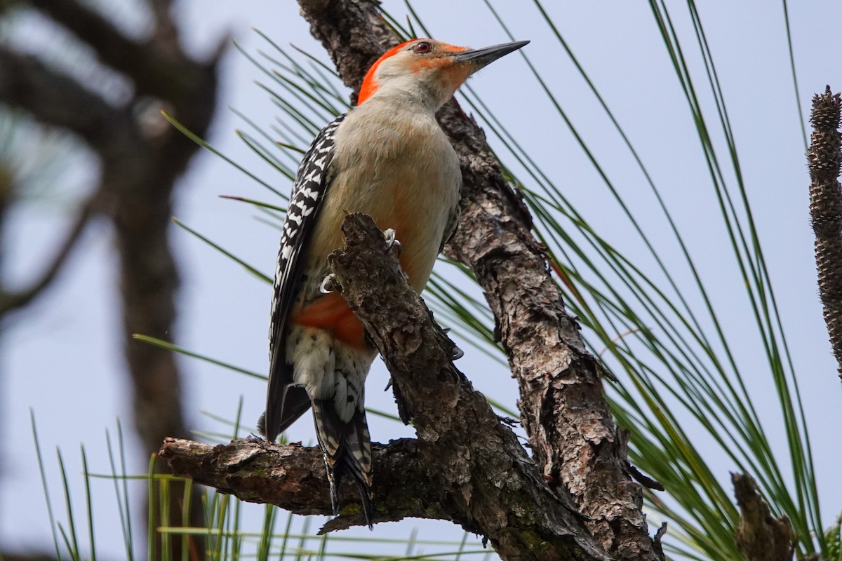 Red-bellied Woodpecker - Larry Theller