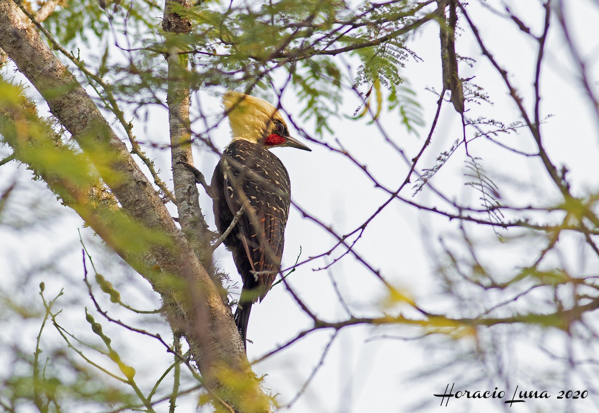 Pale-crested Woodpecker - ML216193581