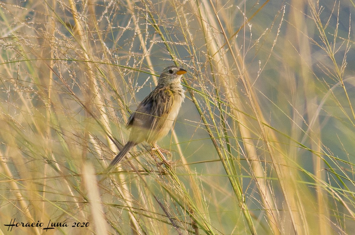 Wedge-tailed Grass-Finch - ML216193601