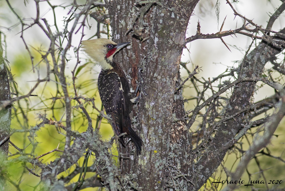 Pale-crested Woodpecker - ML216193681