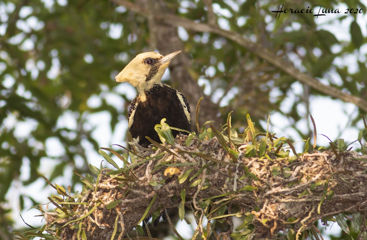 Pale-crested Woodpecker - ML216193691