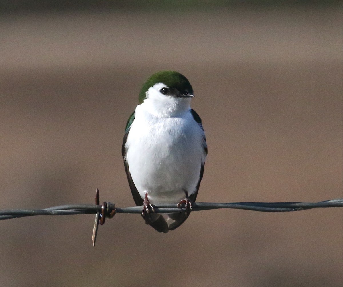 Violet-green Swallow - Pair of Wing-Nuts