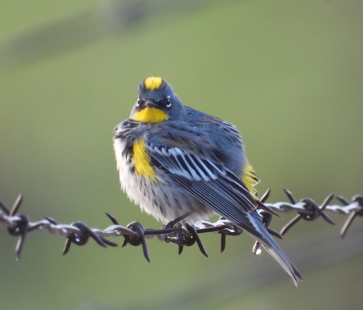 Yellow-rumped Warbler (Audubon's) - ML216201871