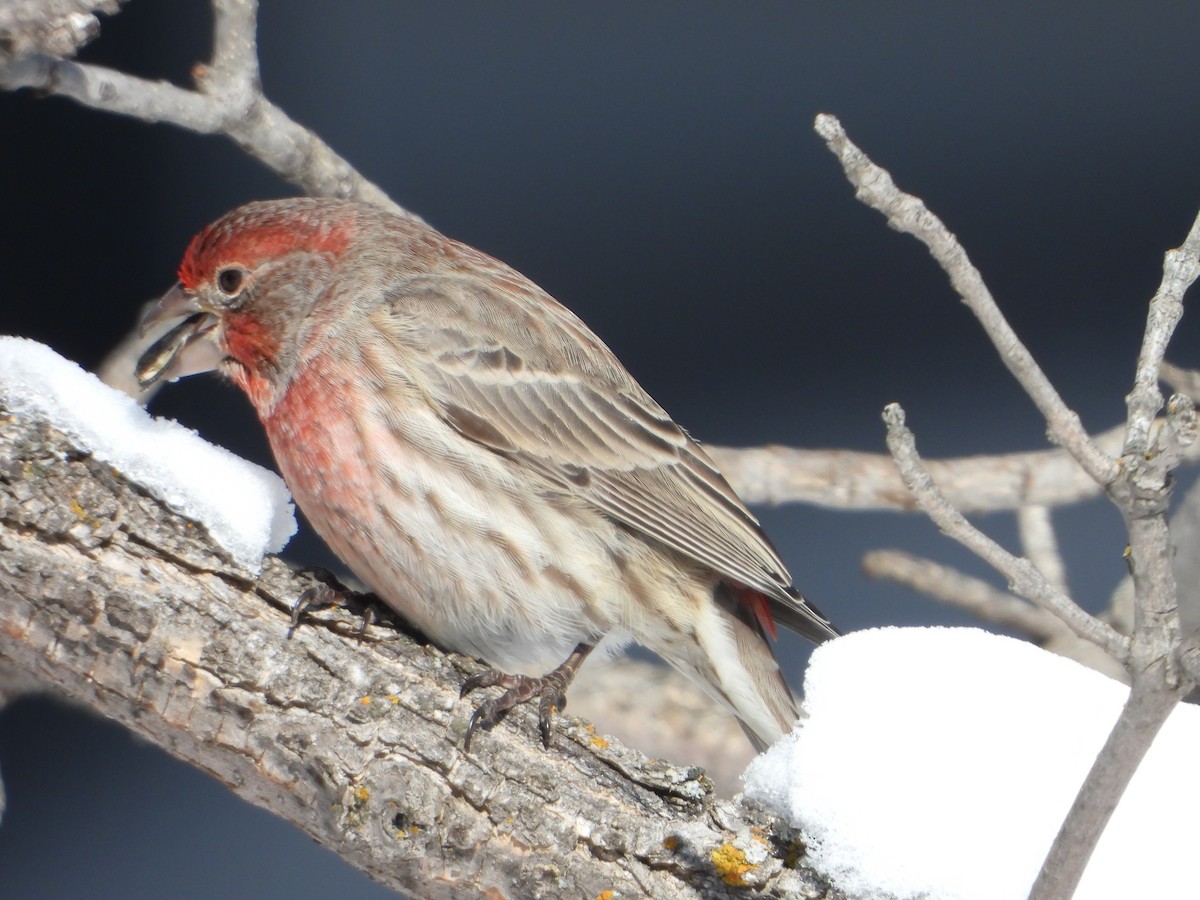 House Finch - Andrew Hyland