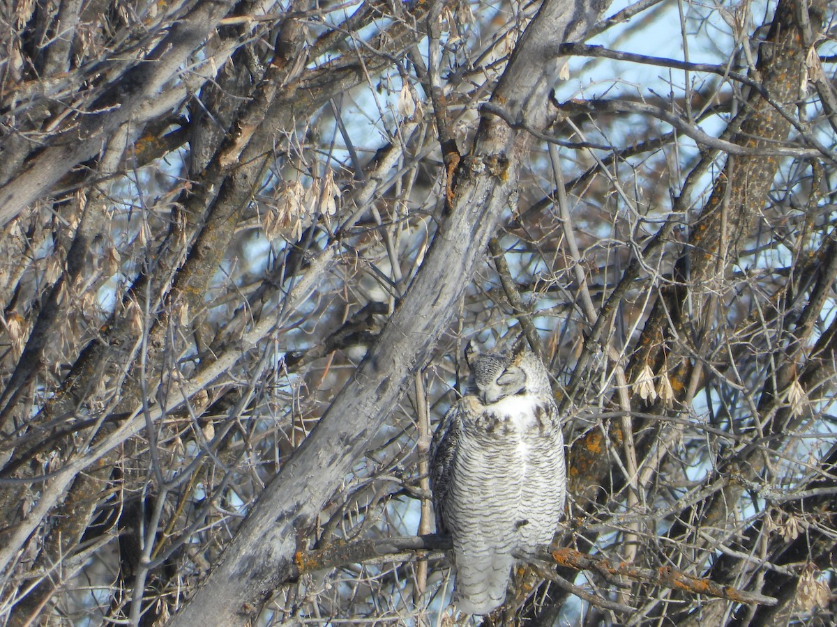 Great Horned Owl - ML216202641