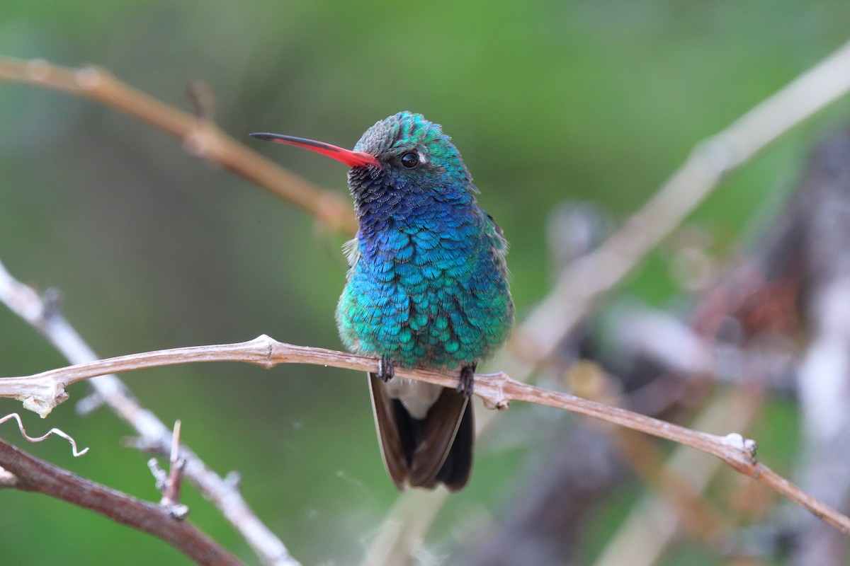 Broad-billed Hummingbird - Spencer Follett
