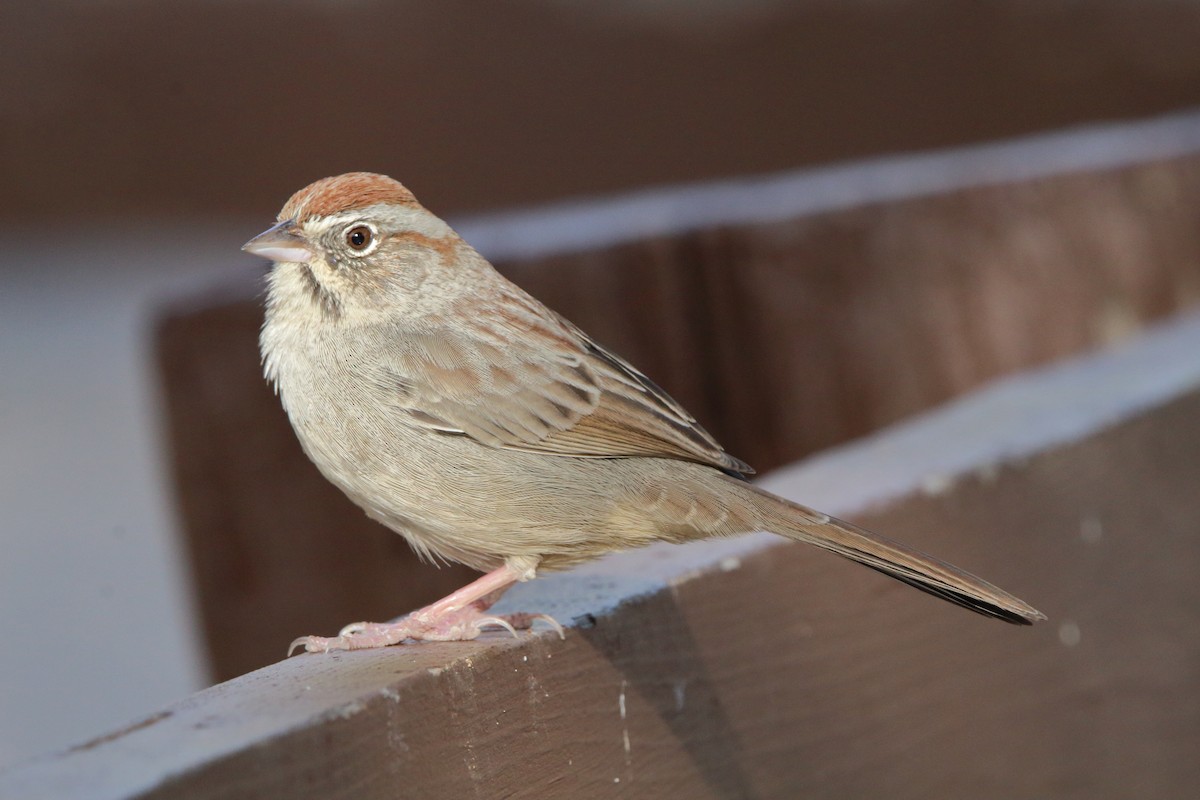 Rufous-crowned Sparrow - ML216204431