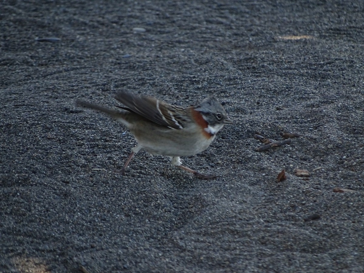 Rufous-collared Sparrow - ML216204801