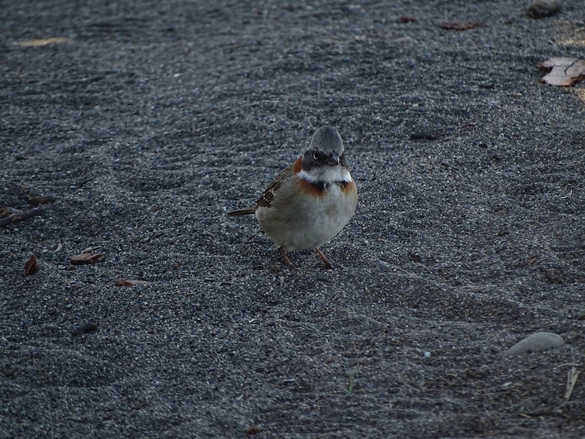 Rufous-collared Sparrow - ML216204811