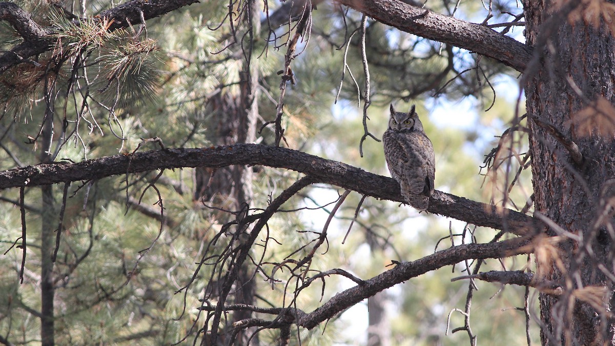 Great Horned Owl - Eric Hynes