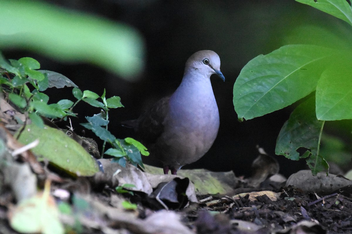 Gray-chested Dove - ML216207351