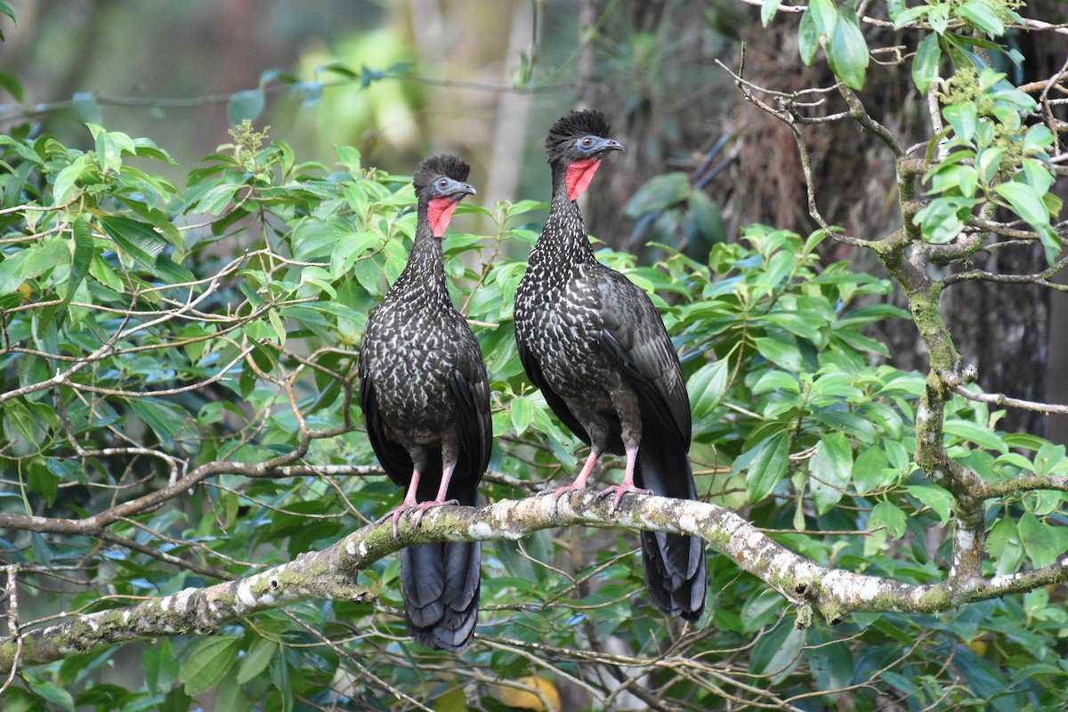 Crested Guan - ML216207401
