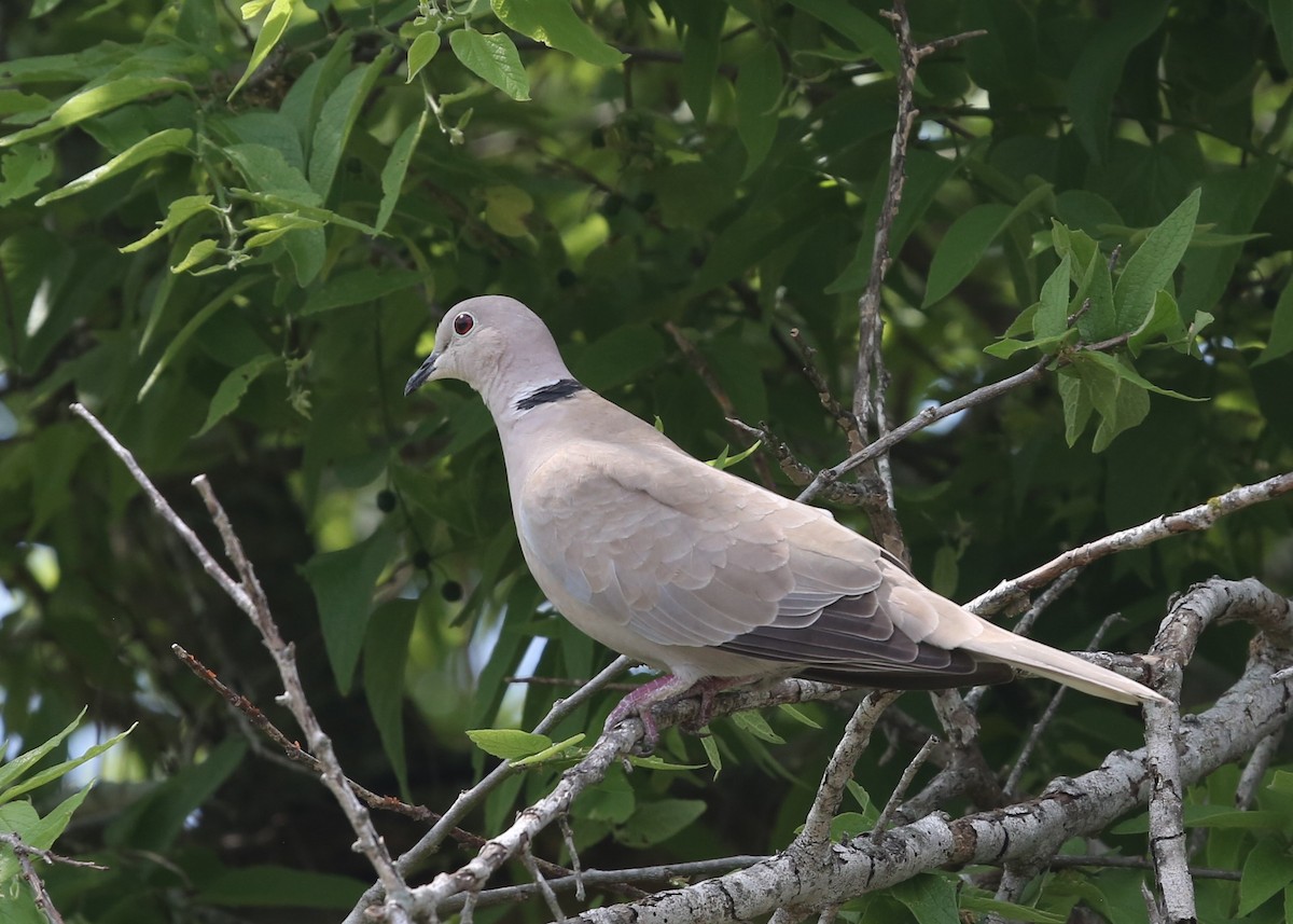 Eurasian Collared-Dove - ML216207891