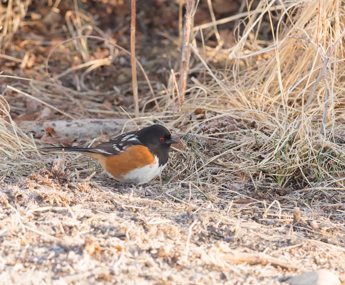 Spotted Towhee - ML216210321