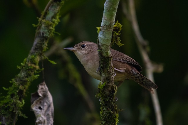 Southern House Wren