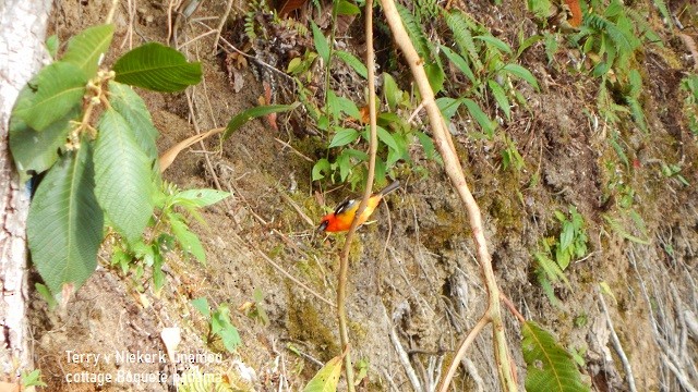 White-winged Tanager - ML216210911