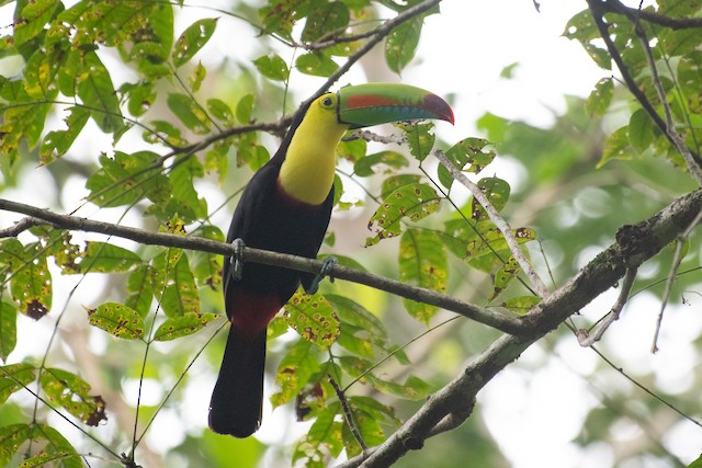 Keel-billed Toucan