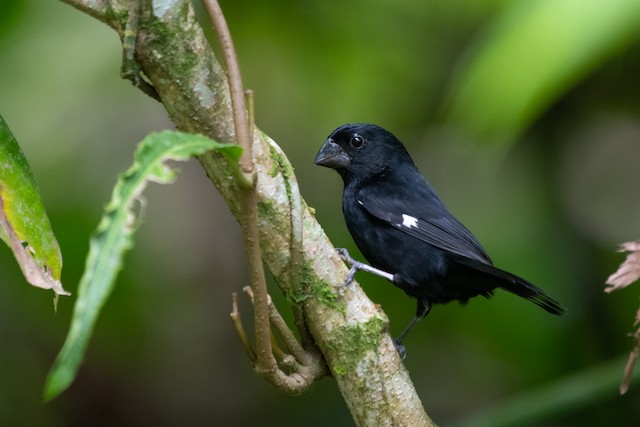 Thick-billed Seed-Finch