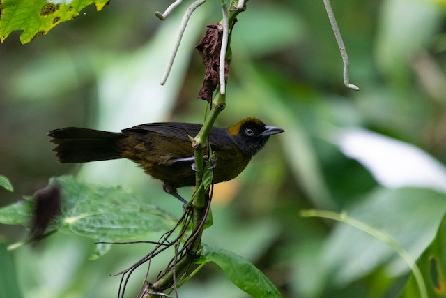 Dusky-faced Tanager