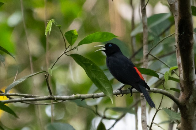 Scarlet-rumped Cacique