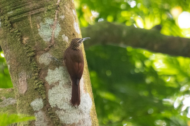 Cocoa Woodcreeper