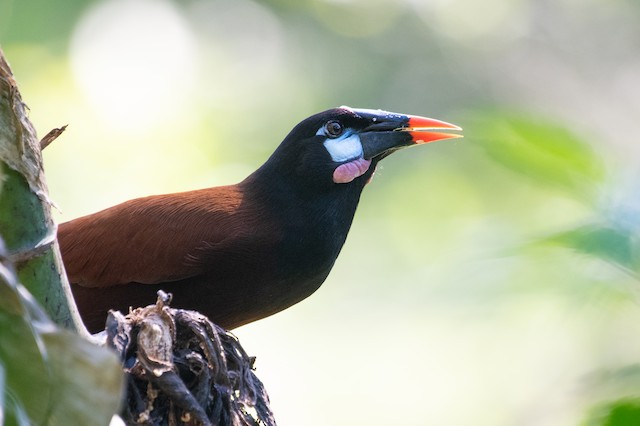 Montezuma Oropendola