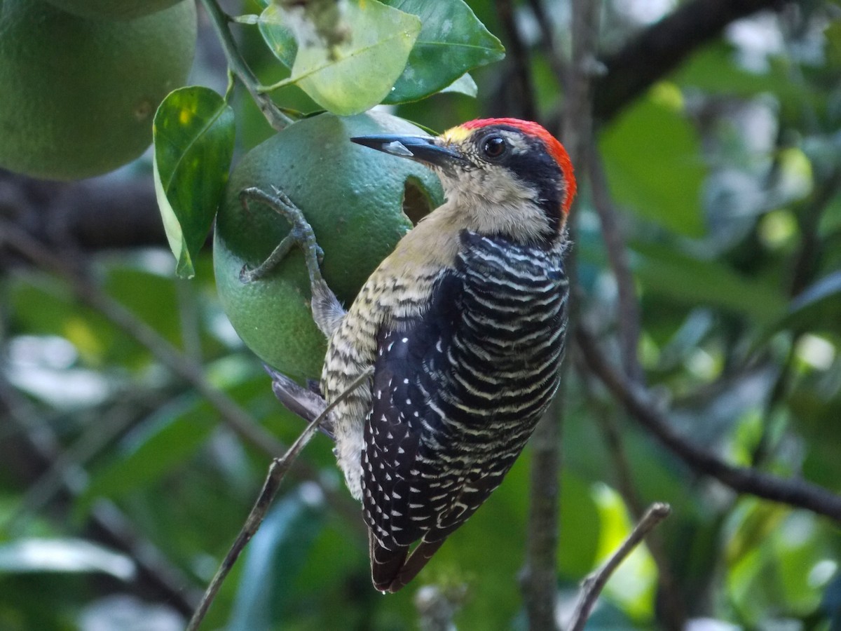 Black-cheeked Woodpecker - ML216212471