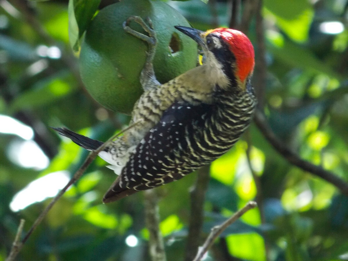 Black-cheeked Woodpecker - ML216212511