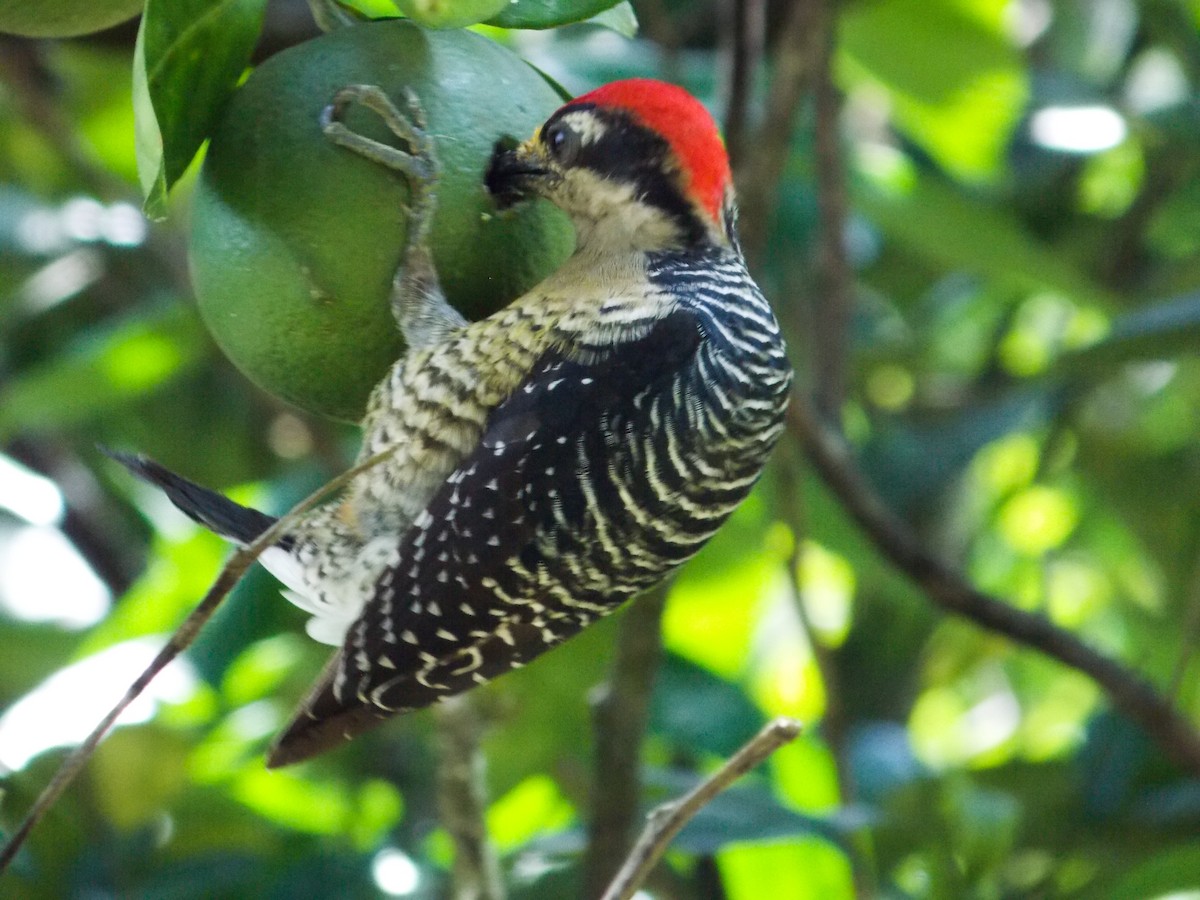 Black-cheeked Woodpecker - ML216212521