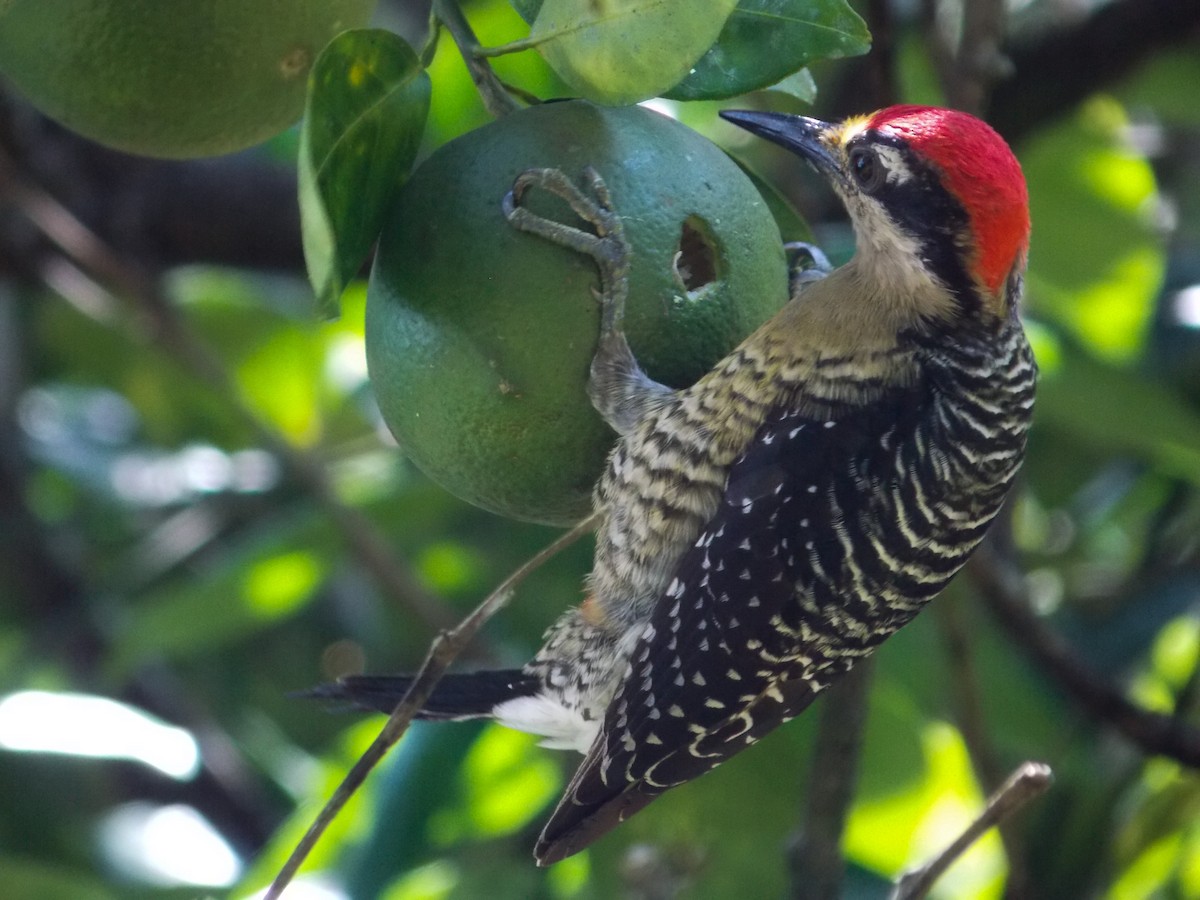 Black-cheeked Woodpecker - ML216212531