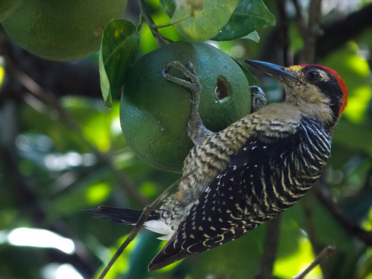 Black-cheeked Woodpecker - ML216212541