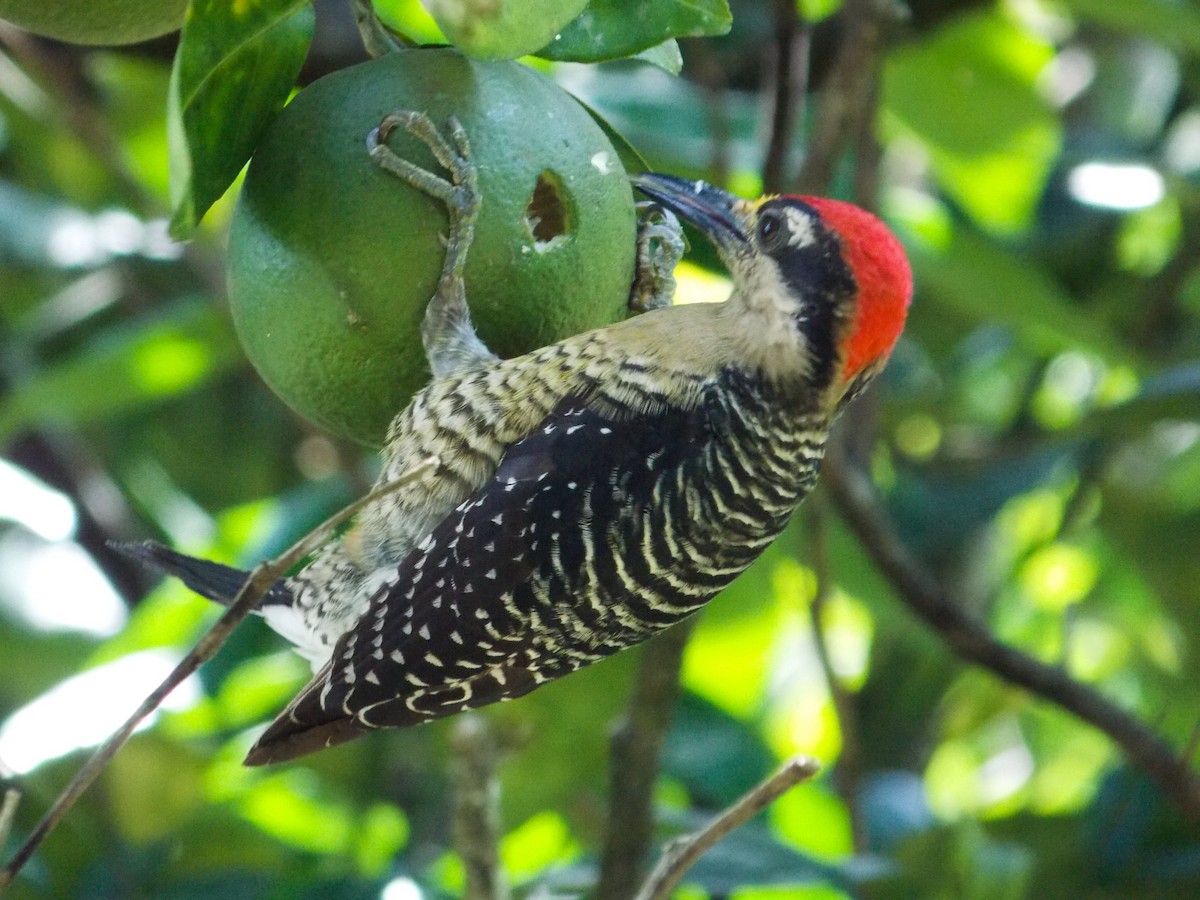 Black-cheeked Woodpecker - ML216212551