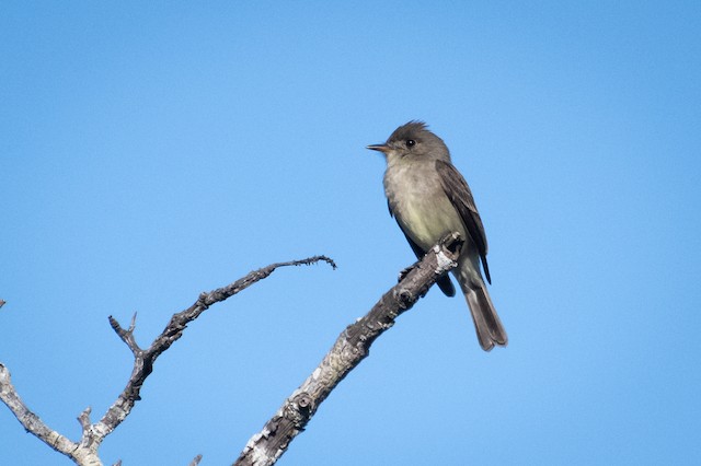 Northern Tropical Pewee